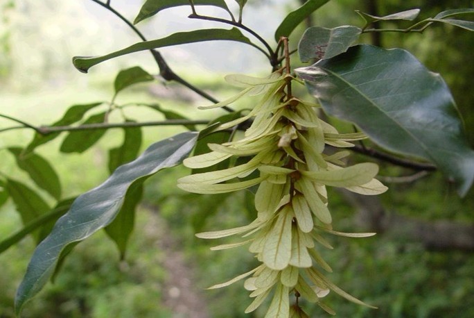 Engelhardtia roxburghiana